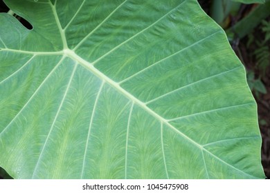 Araceae leaf texture close up