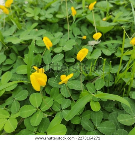 Similar – Image, Stock Photo Gelbe Blume auf grüner Wiese