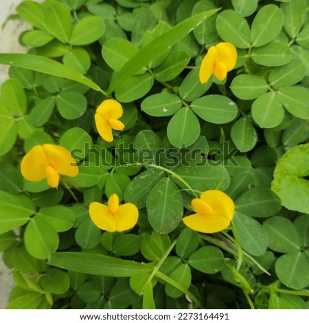 Similar – Image, Stock Photo Gelbe Blume auf grüner Wiese