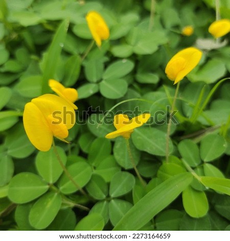Similar – Image, Stock Photo Gelbe Blume auf grüner Wiese