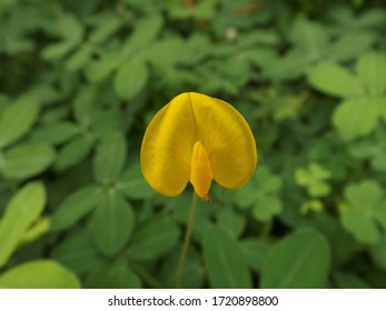 Arachis Pintoi Is A Forage Plant Native To Cerrado Vegetation In Brazil.  It Is Native To The Valleys Of The Upper São Francisco And The Jequitinhonha Rivers Of Brazil.  This Plant Is Used For Animal.