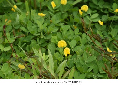 Arachis Pintoi Krapov Wcgregory Canopy Plant Stock Photo 1424188163 ...