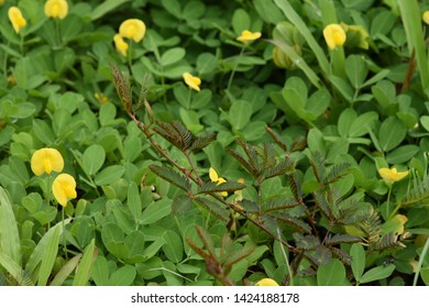 Arachis Pintoi Krapov Wcgregory Canopy Plant Stock Photo 1424188178 ...