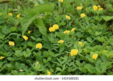 Arachis Pintoi Krapov Wcgregory Canopy Plant Stock Photo 1424188181 ...