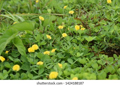 Arachis Pintoi Krapov Wcgregory Canopy Plant Stock Photo 1424188187 ...