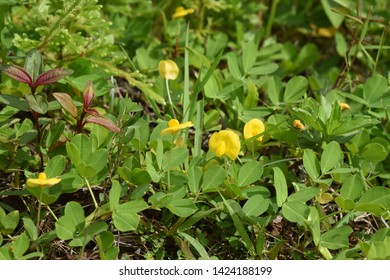 Arachis Pintoi Krapov Wcgregory Canopy Plant Stock Photo 1424188199 ...