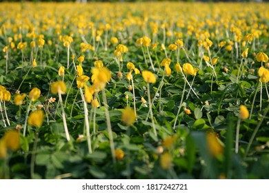 Arachis Pintoi, An Ornamental Plant Similar To A Pea Plant. Yellow Flowers And Grows Vines Above The Soil Surface. Macro Photography