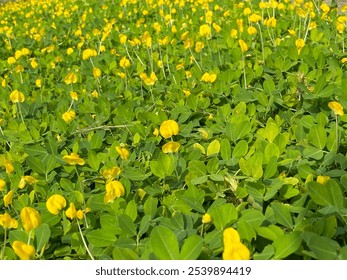 Arachis Pintoi, Yellow flowers, Green leaves, Ground cover, Field of flowers, Nature, Greenery, Flora, Sunny day, Outdoor plant, Flowering plant - Powered by Shutterstock