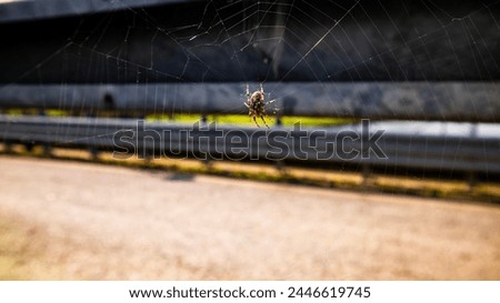 Arachnid close up on the street