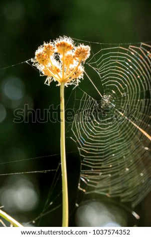 Similar – little flowers Daisy