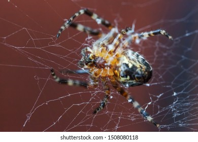 Big Brown Spider Images Stock Photos Vectors Shutterstock