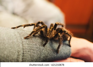 Arachnophobia, A Tarantula Spider Climbed Onto A Girl's Hand, A Tarantula Bite, A Funny, Beautiful, Pet