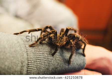 Arachnophobia, a tarantula spider climbed onto a girl's hand, a tarantula bite, a funny, beautiful, pet
