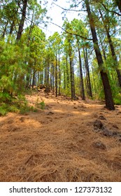 Volcan De Arafo High Res Stock Images Shutterstock