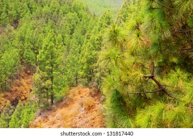 Volcan De Arafo High Res Stock Images Shutterstock