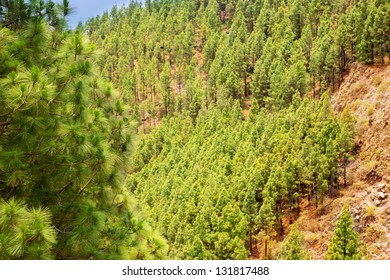 Volcan De Arafo High Res Stock Images Shutterstock