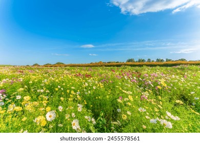 Arakawa Cosmos Field in autumn