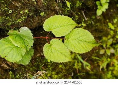 Aralia Fargesii, A Rare Spikenard.