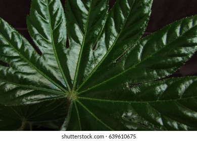 Aralia japonica glossy leaves - Shutterstock ID 639610675