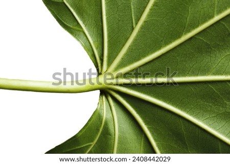 Aralia leaf isolated. Cutout plant leaf background. Green nature in studio. Botanical shape. Fresh summer foliage background. Botany isolated. Macro closeup leaf veins. Vivid green plant texture.