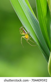 Araneae