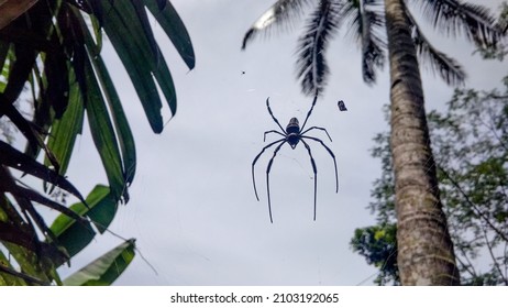 Araneomorphae Spider In The Garden Seen From Below