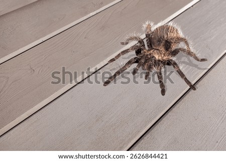 Araneus big large spider on a web.