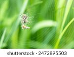 Araneus diadematus with a dead fly insect in the spider web, european garden spider, cross orbweaver, diadem spider, orangie, cross spider, crowned orb weaver 