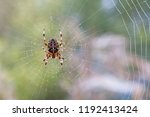 Araneus Diadematus - European Garden Spider or Cross Orb-Weaver Spider in close up with selective focus. These spiders can grow up to 13mm and can be found in woodland and gardens across Britain. 