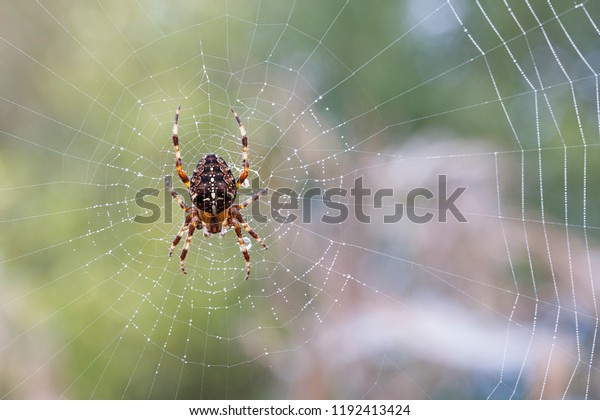 Araneus Diadematus - European Garden Spider or Cross\
Orb-Weaver Spider in close up with selective focus. These spiders\
can grow up to 13mm and can be found in woodland and gardens across\
Britain. 