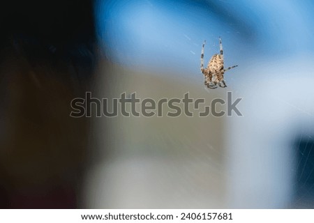 Araneus diadematus is a harmless spider species from the Araneidae family, very common in the Holarctic biogeographic region. It was chosen as the 2010 Spider of the Year in Germany.