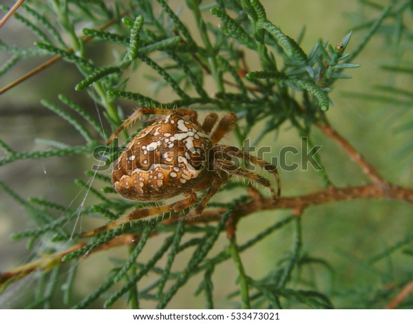 Araneus Diadematus Orb Weaver Spider Cross Stock Photo Edit Now 533473021
