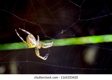 Araneus Diadematus Spider