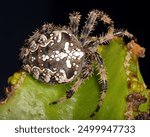 Araneus diadematus (the European garden spider), an orb-weaver spider found in Europe (in North America, it was introduced).