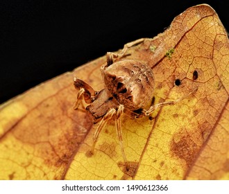 Araneus gemmoides cat-faced orb weaver spider on a golden colour leaf