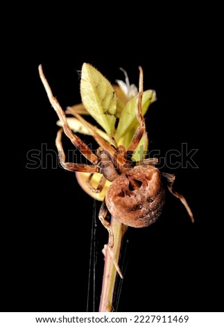 Araneus gemmoides cat-faced orb weaver spider