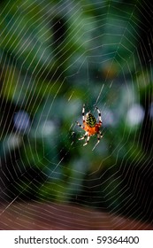 Araneus Marmoreus Marbled Orb Weaver Spider Stock Photo 59364400 ...