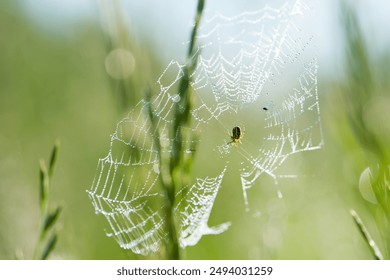 Araneus. spider crusader. Spider web glistening with dewdrops in misty meadow during dawn, capturing serene beauty of nature. Summer dawn on green meadow with flowering grasses. - Powered by Shutterstock