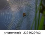 An Araneus spider sits in her net at the 7th Army Training Command