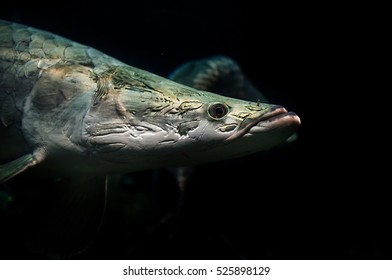 Arapaima