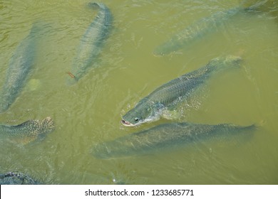 Arapaima, Amazon Fish
