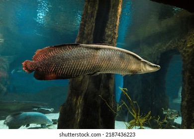 Arapaima. Big fish swims in water. Pirarucu (Arapaima gigas). - Shutterstock ID 2187436223