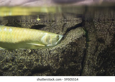 Arapaima Gigas 	