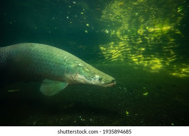 Arapaima Gigas Fish Under Water