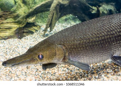 144 Arapaima Scales Images, Stock Photos & Vectors | Shutterstock