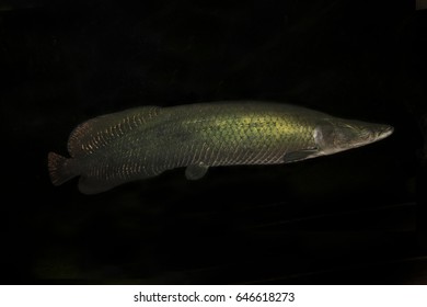 Arapaima Gigas, Arapaima, Pirarucu.
