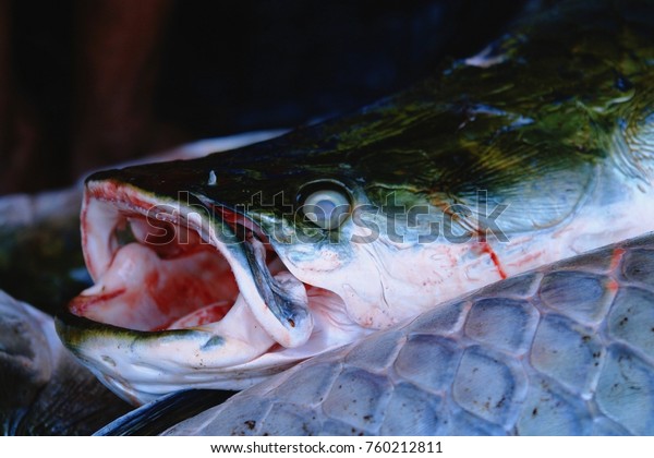 Suchen Sie Nach Arapaima Pirarucu Fish Arapaima Gigas Fresh Stockbildern In Hd Und Millionen Weiteren Lizenzfreien Stockfotos Illustrationen Und Vektorgrafiken In Der Shutterstock Kollektion Jeden Werden Tausende Neue Hochwertige Bilder