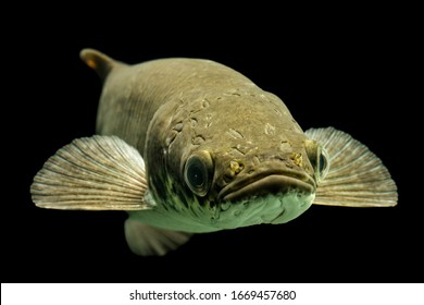 Arapaima Pirarucu Head Shot Of Arapaima Gigas Leptosoma Underwater Studio Aquarium Shot Arapaima Pirarucu Eye Wildlife Animal Amazon Water Nature Adventure River Freshwater Devil Family Fish Giant Fac