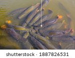 Arapima fish in a zoo pond in Thailand