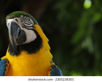 Arara Amarela, Canindé, Wild Life, Animal, Close-up, Macaw